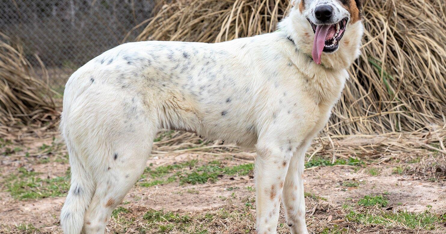 Pets Fur People's Pet of the Week | News | jacksonvilleprogress.com - Vimarsana News