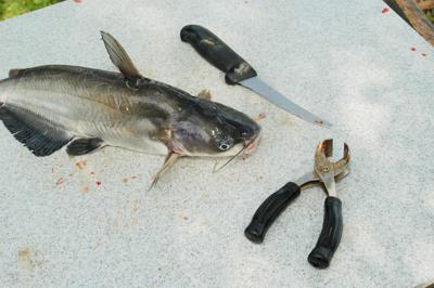 Rethinking The Limits Tpwd Looking To Simplify Improve Catfish