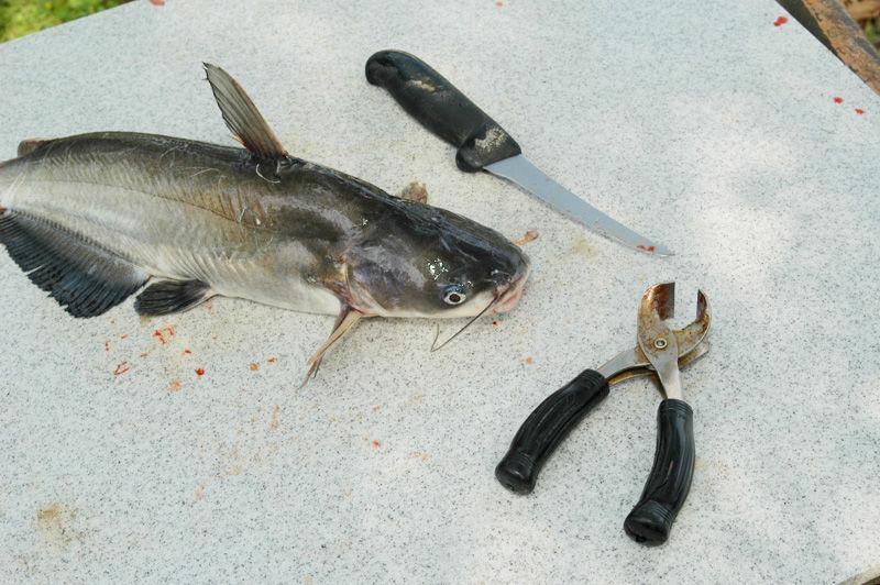 Rethinking the Limits TPWD looking to simplify, improve catfish