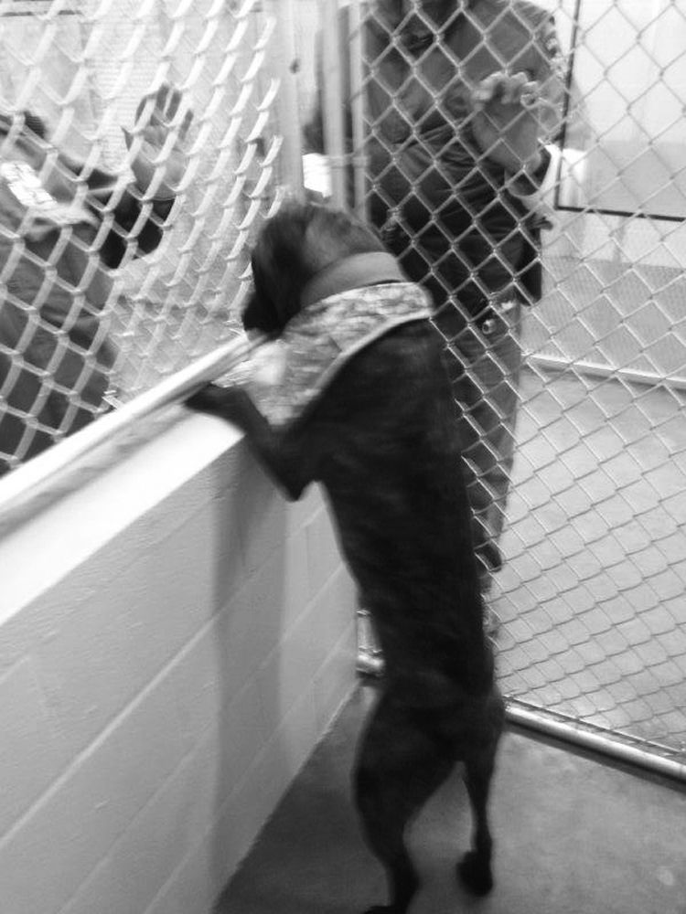 New Jacksonville animal shelter set to open soon News