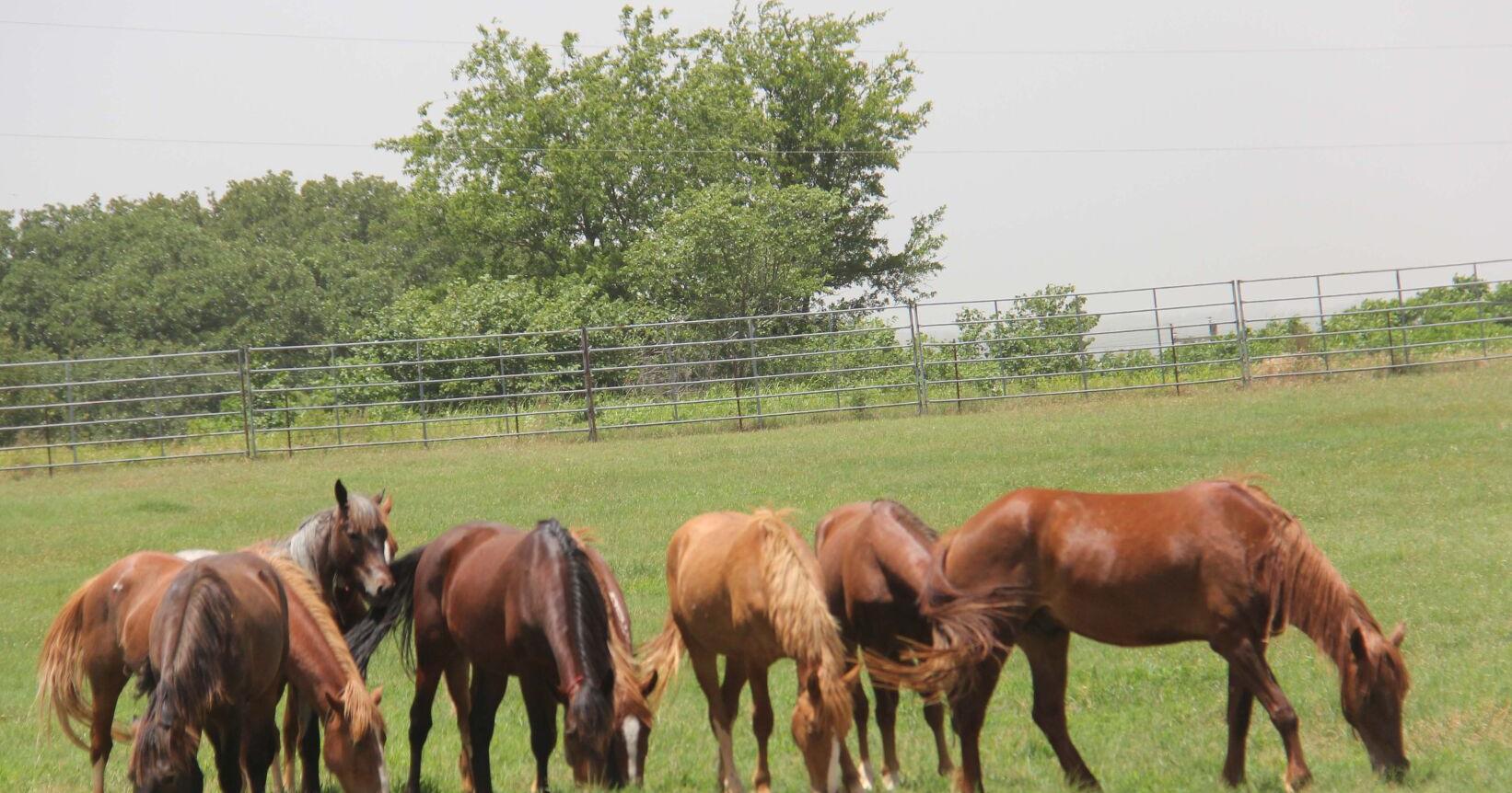 Wild horse, burro adoption set for July 14-15 in Lufkin - Vimarsana News