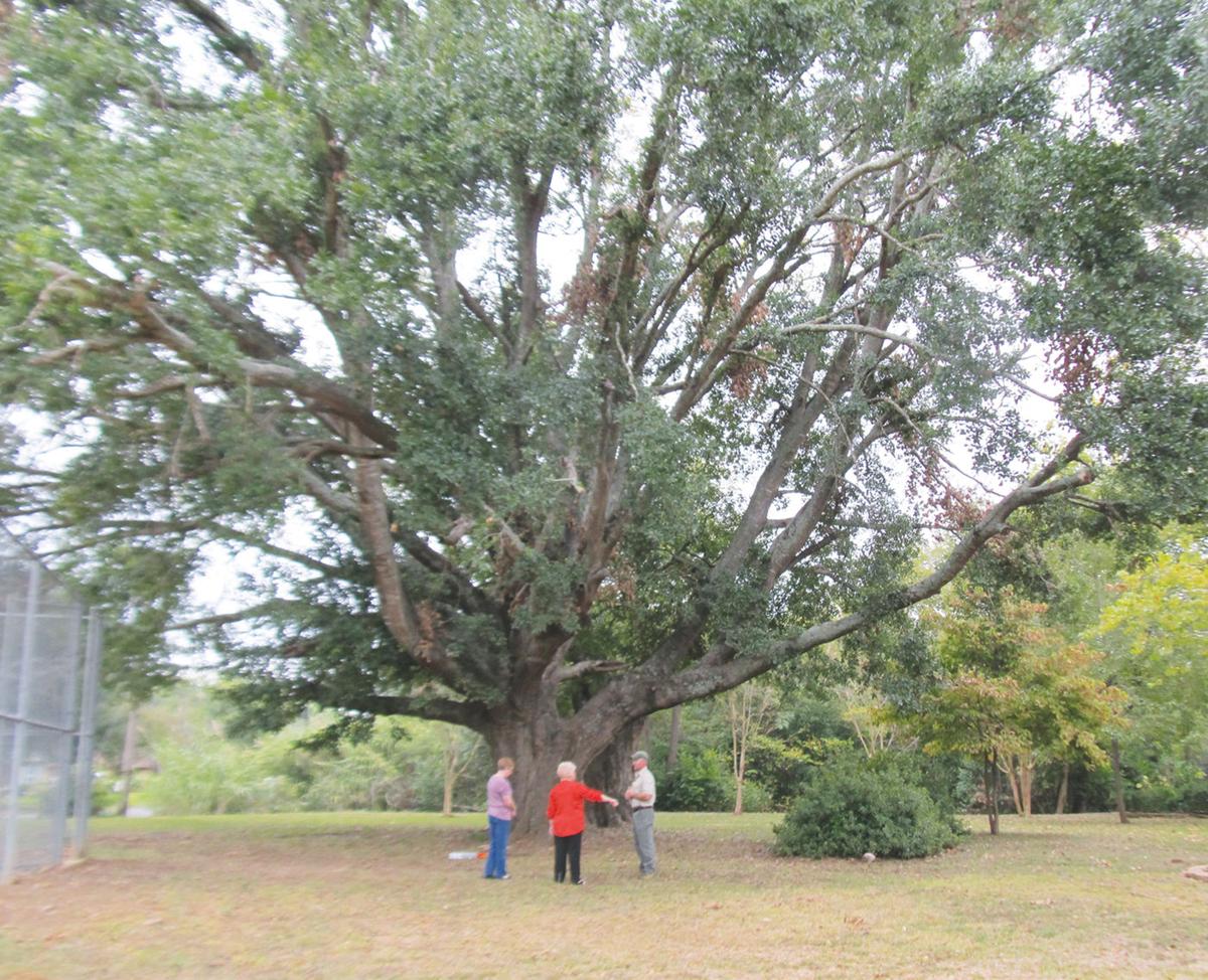 Massive Water Oak worthy of preservation News