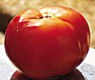 tomato