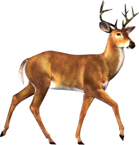 Real deer deals