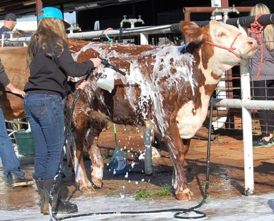 74th Cherokee County Junior Livestock Show begins March 29 | Local News |  jacksonvilleprogress.com