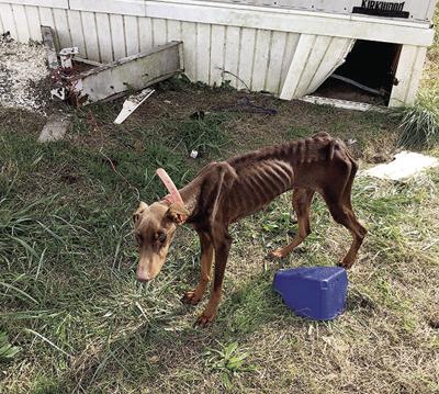 Bryant Pair Charged With Cruelty To Animals Feature Story