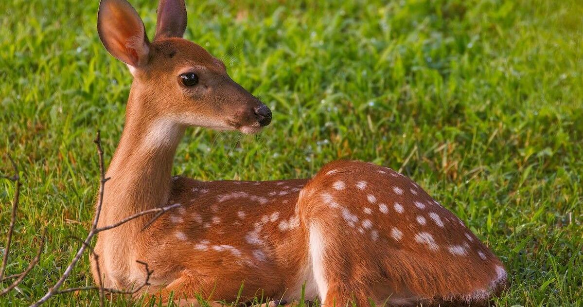 Spring wildlife activity increases in North Carolina