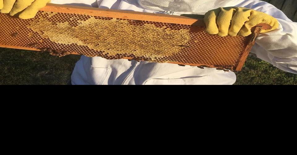 Here's how recent Onslow County weather is affecting honey bees News