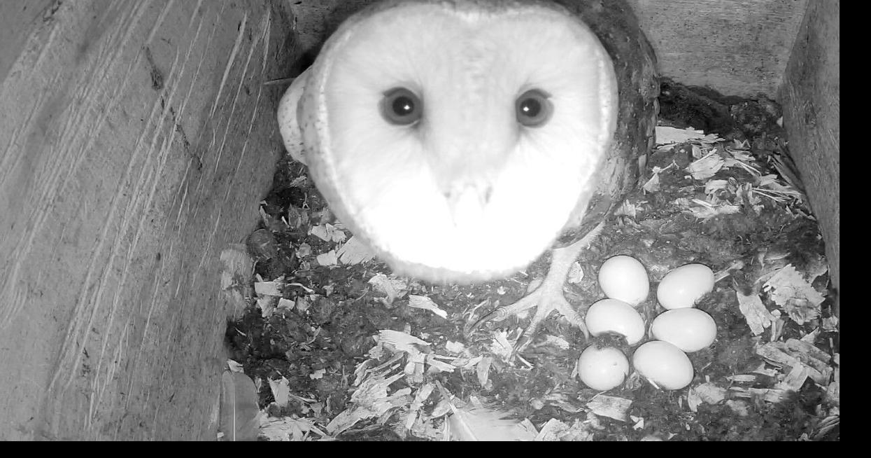 WRC sets up nesting barn owl camera for viewing - The Daily News
