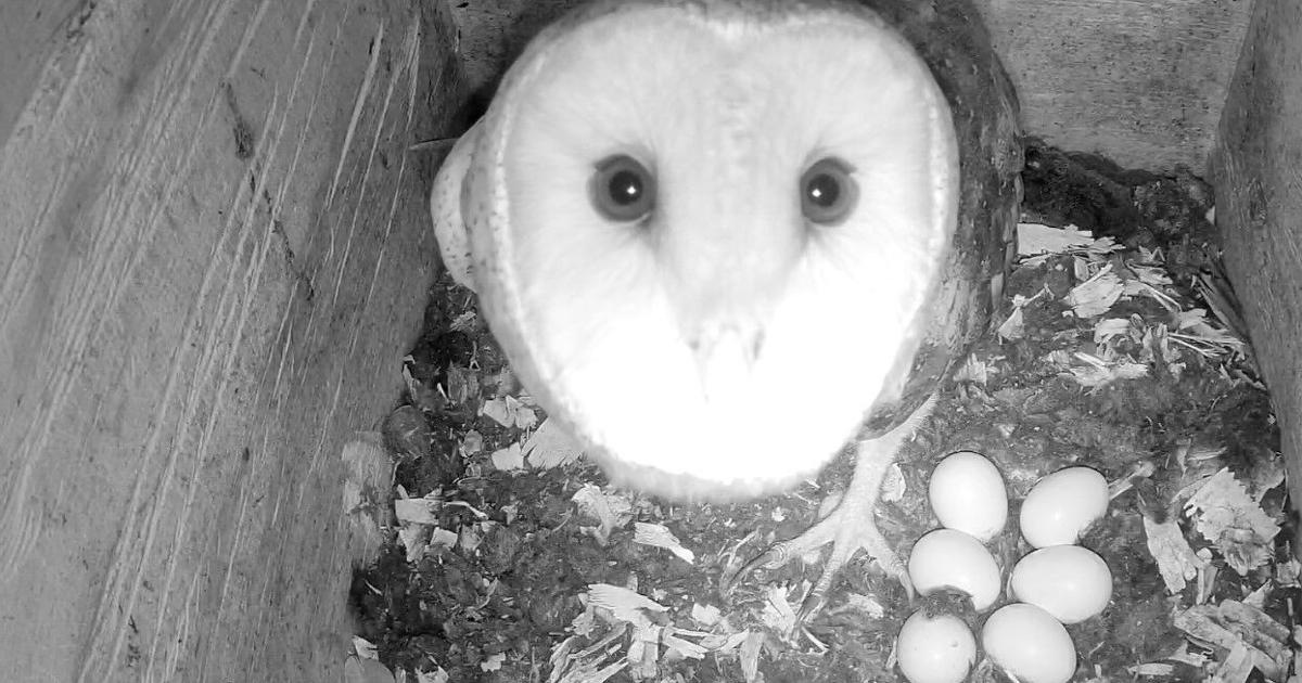 WRC sets up nesting barn owl camera for viewing - The Daily News