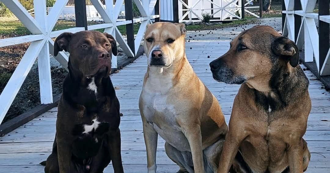 Dog 5K to benefit local animal rescue | News