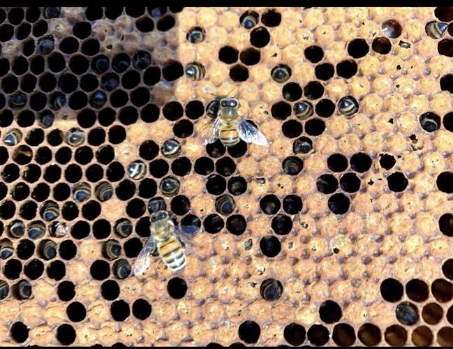 Here's how recent Onslow County weather is affecting honey bees News