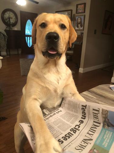 Photos: JDNews readers celebrate National Dog Day News jdnews com