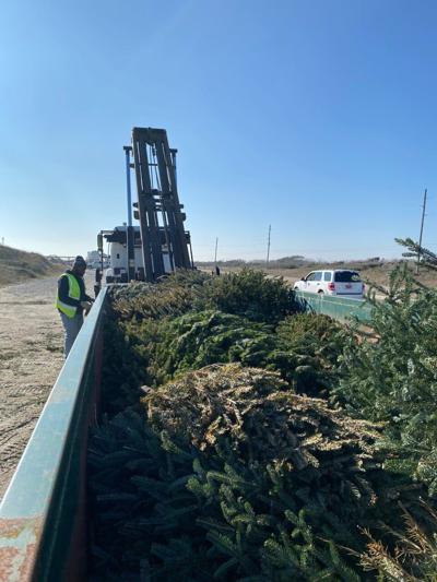 Recycle your Christmas tree locally | Local News | jdnews.com