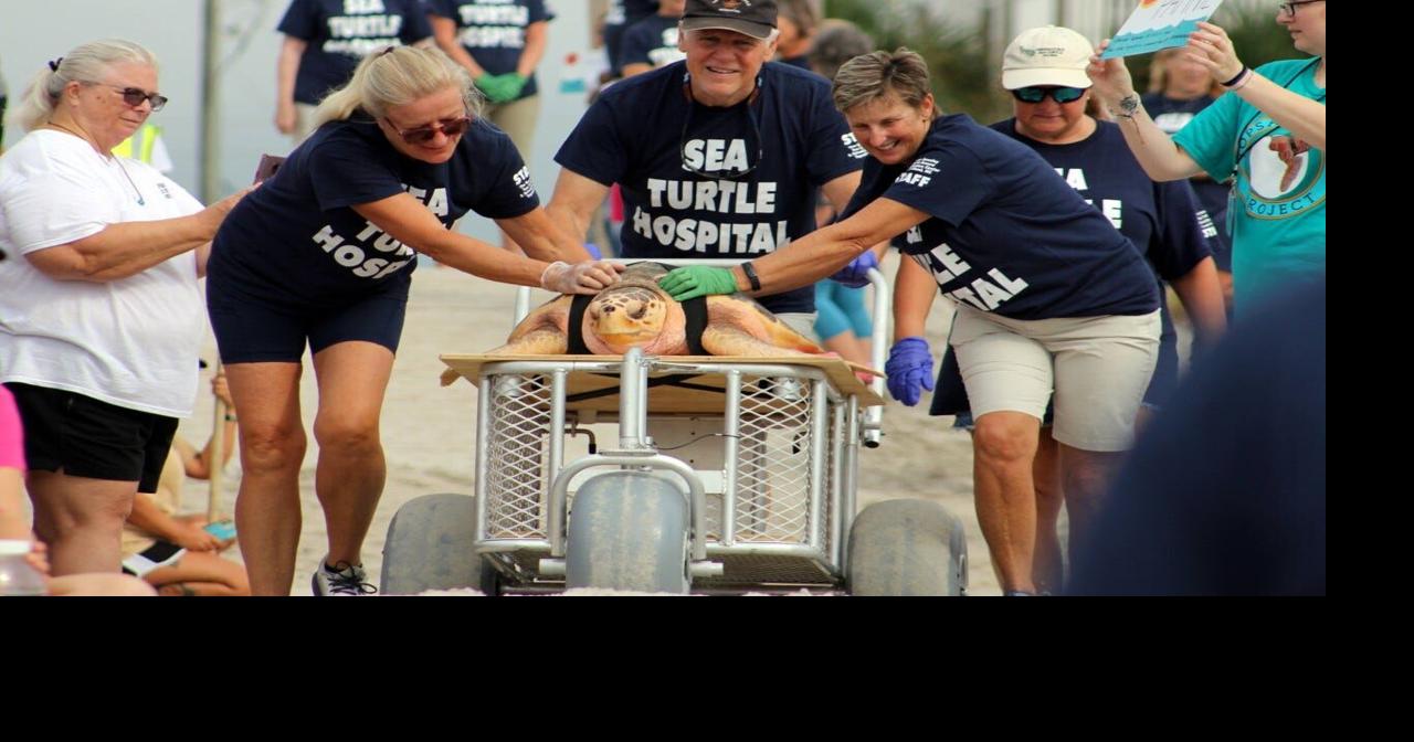 Sea turtle rescue: Three rehabilitated patients get second chance at a ...