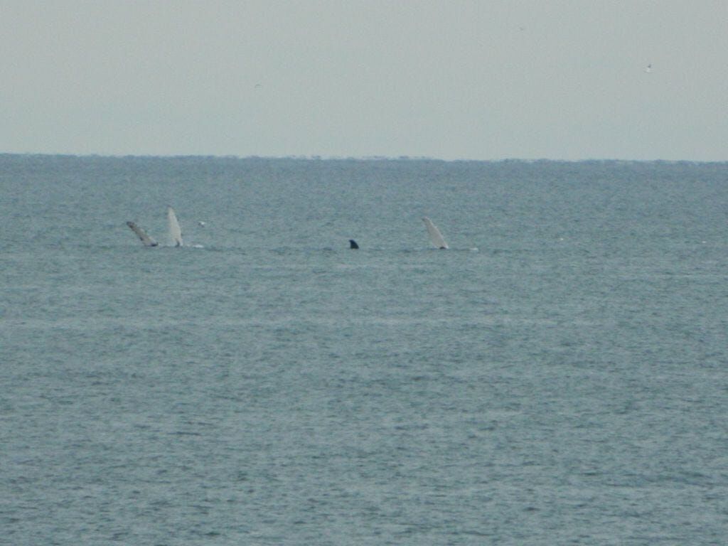 Whales spotted off Topsail Island | News | jdnews.com