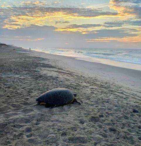 As nesting season begins, Surf City sea turtle hospital offers safety ...