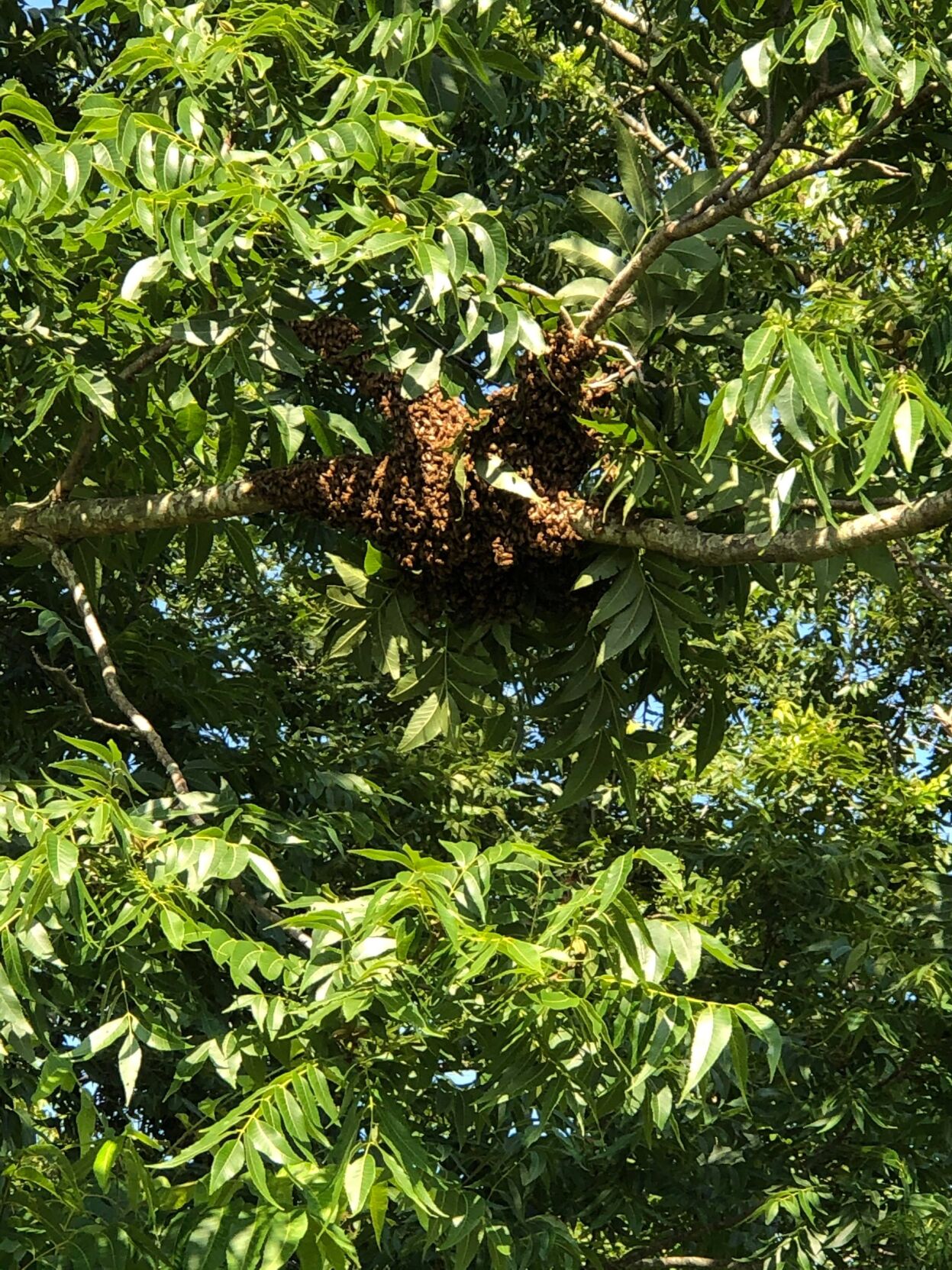 Here's how recent Onslow County weather is affecting honey bees News