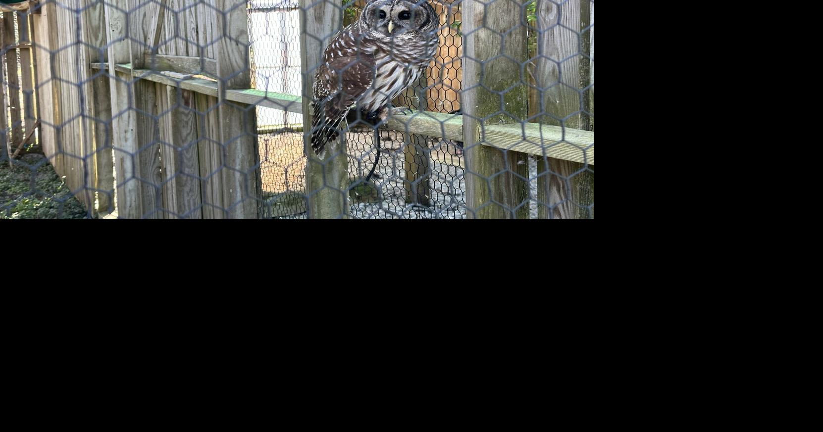 Animals at local wildlife rehabilitation shelter find themselves under ...
