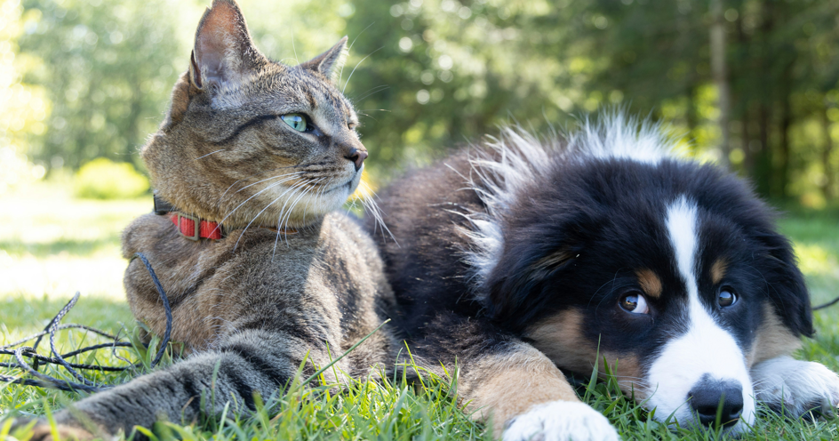 Jeffco Sheriff’s Office hosts low-cost pet vaccine clinic