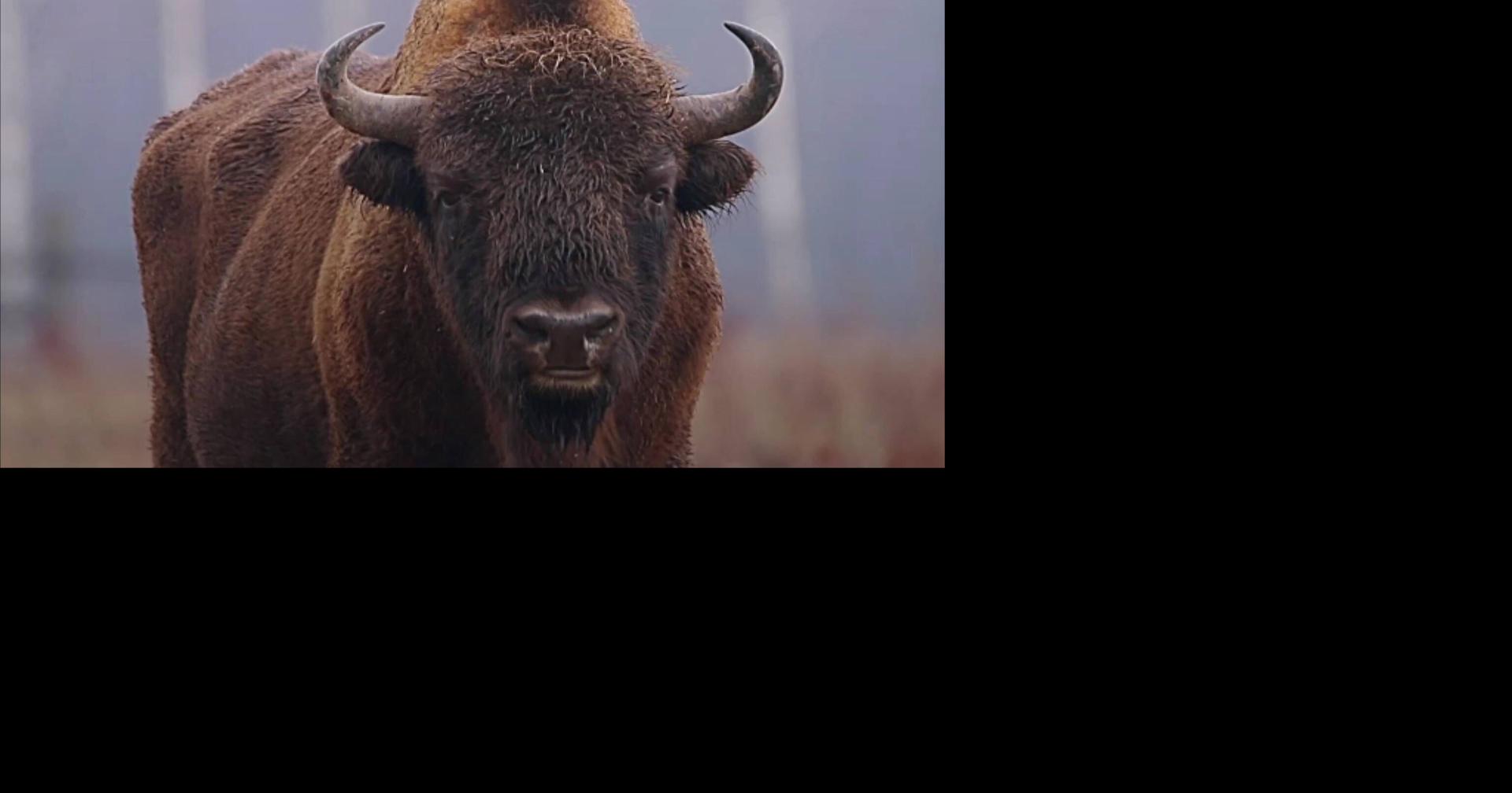 US Focuses Efforts on Restoring Bison Herds on Tribal Lands
