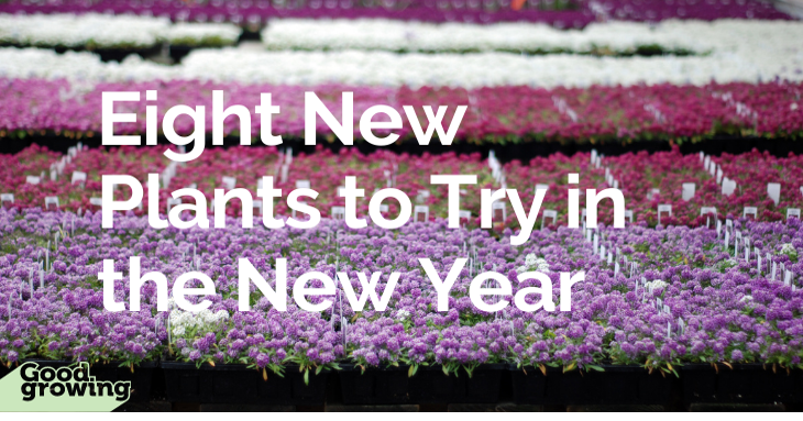 Eight new plants to try in the new year | Home & Garden