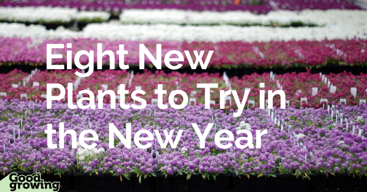 Eight new plants to try in the new year | Home & Garden Eight new plants to try in the new year | Home & Garden