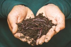 Vermicomposting Workshop- Sunday, May 17, 2026 (3:00-4:00pm)