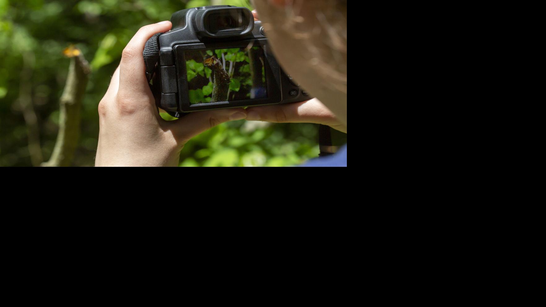 Charleston Butterfly Blitz starts Saturday | Home & Garden