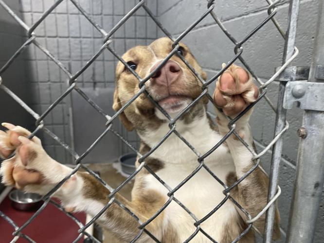 adoptable dog