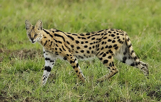 Exotic African serval cat on loose in Decatur