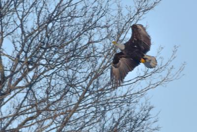 Possible Record Number Of Bald Eagles Seen At Lake