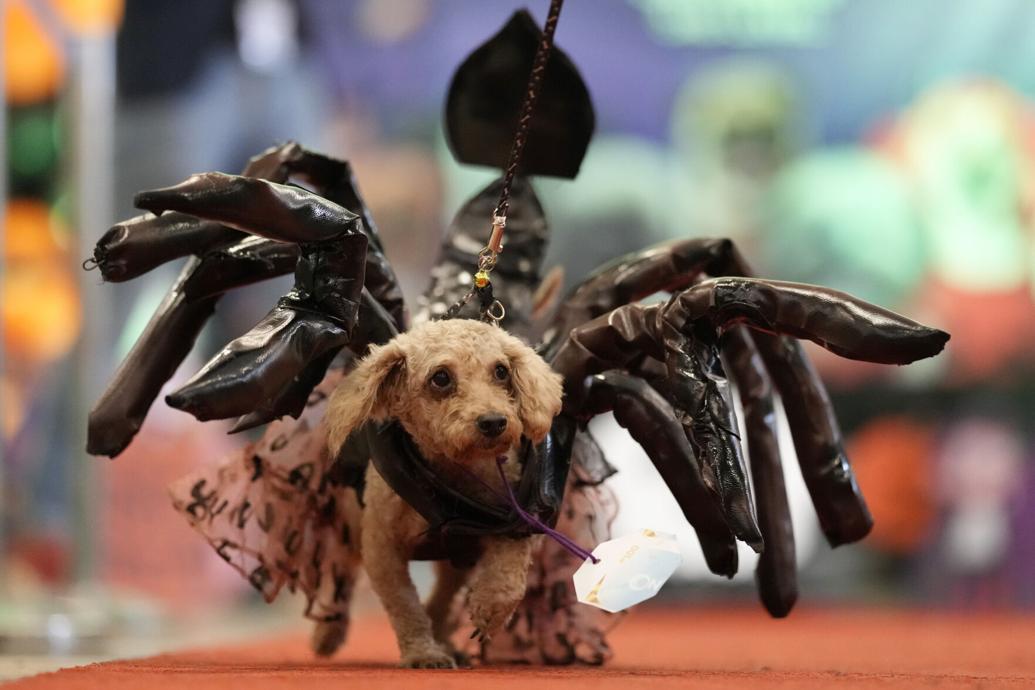 Photos Cats and dogs don their best costumes for Halloween