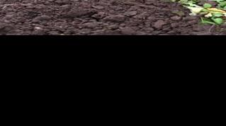 Healthy gardens start with sensible soil testing | Home & Garden