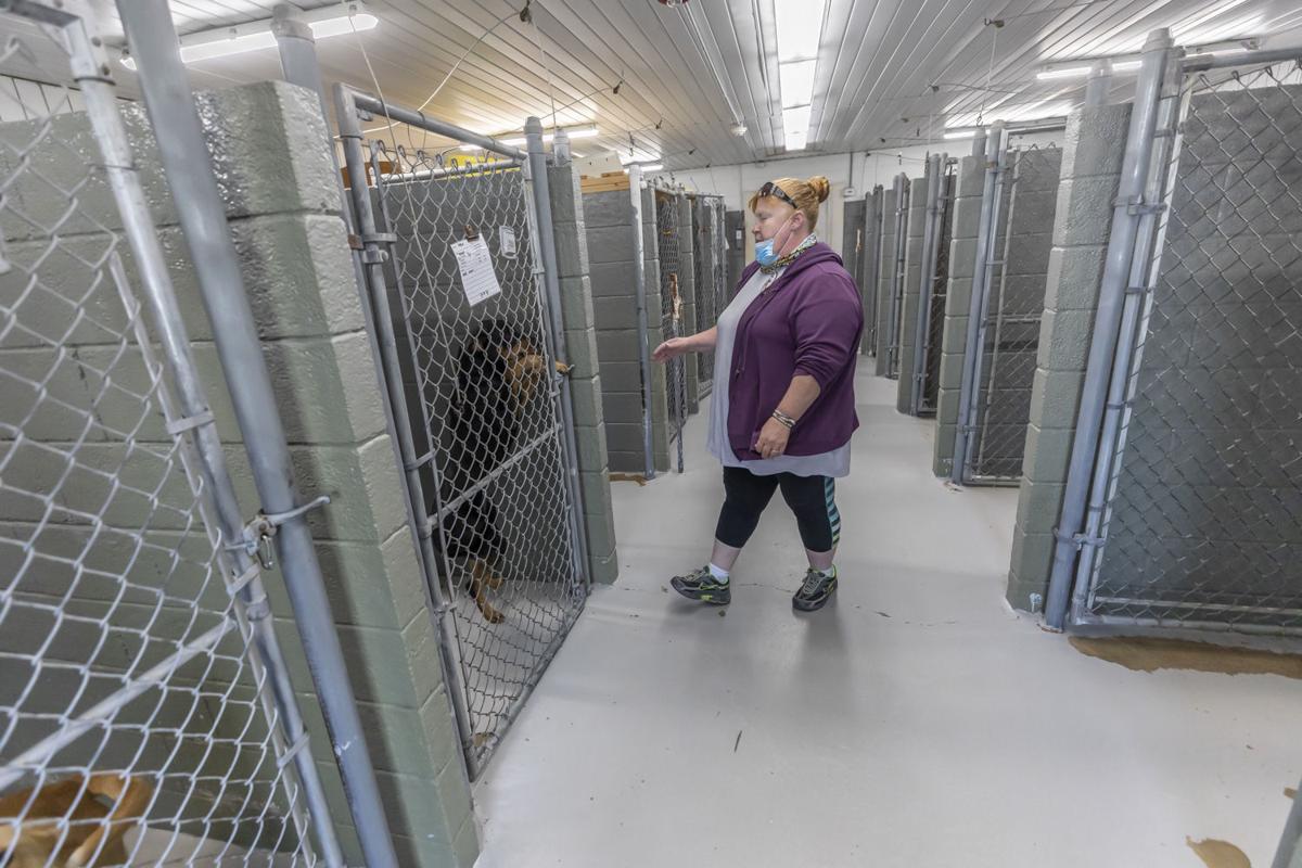 Watch now Coles County pet adoptions see positive trend amid COVID