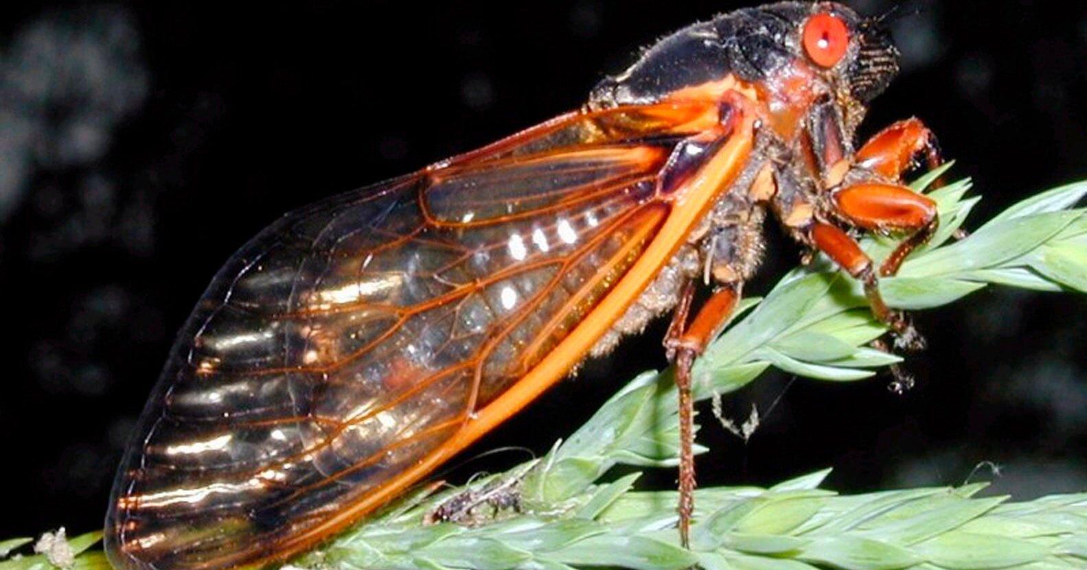 Illinois cicadas, loud but harmless, to make historic emergence in mid- to late May - Vimarsana News