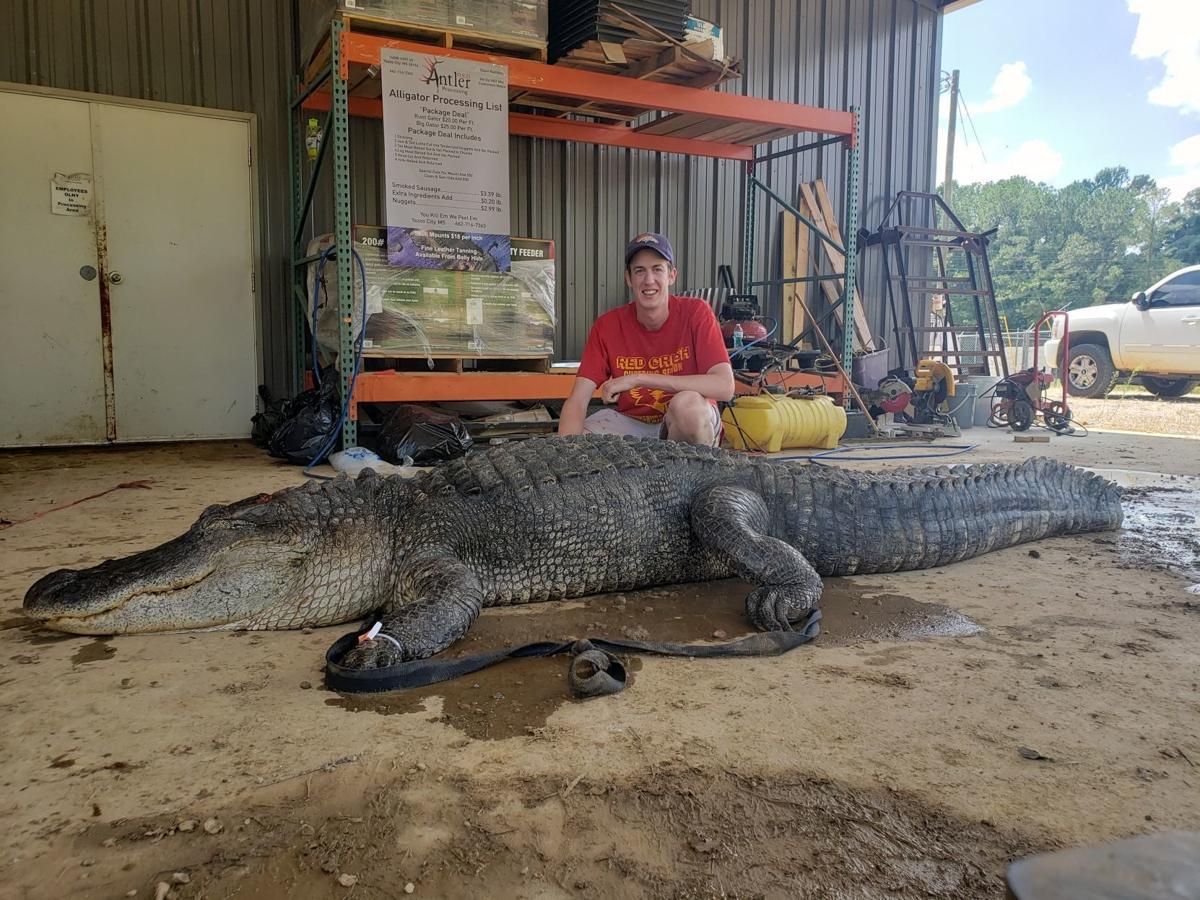 Warrensburg man snags 750-pound alligator