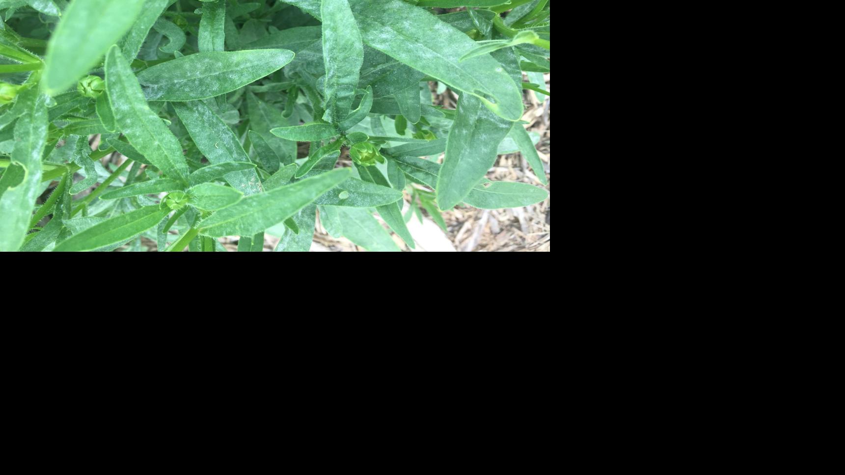 Allsup Too much rain promotes plant disease Home