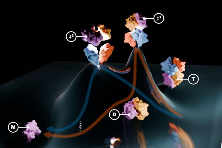 Amyloidosis protein unfolds in unexpected way, study finds