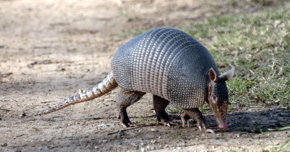 Shadow: Armadillos are coming, and they're not pretty