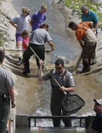 Fish Harvest 1 6.5.14.jpg