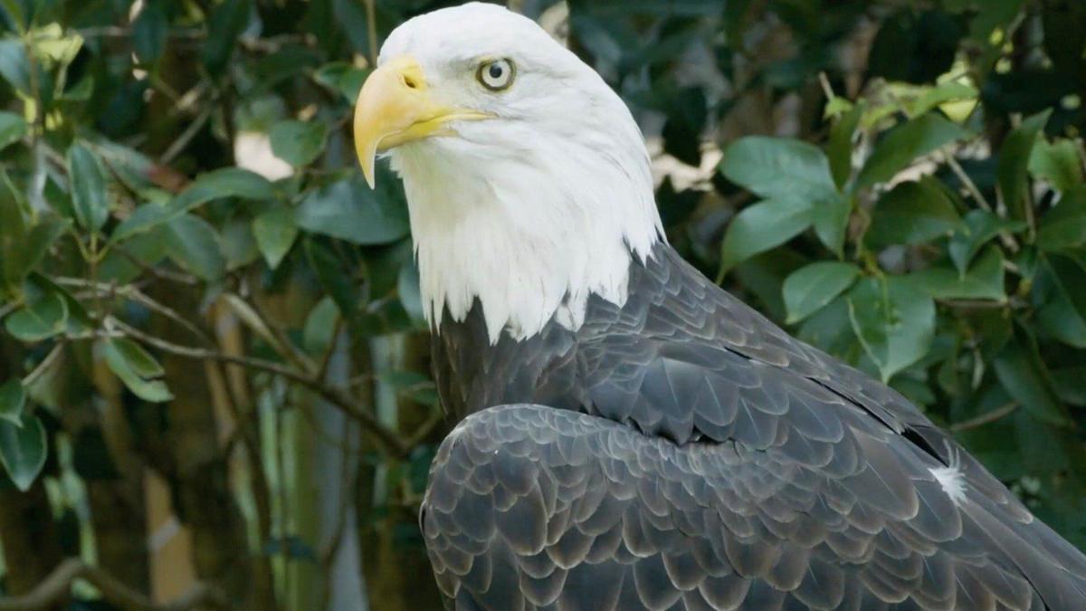 How much do you know about our national bird, the Bald Eagle