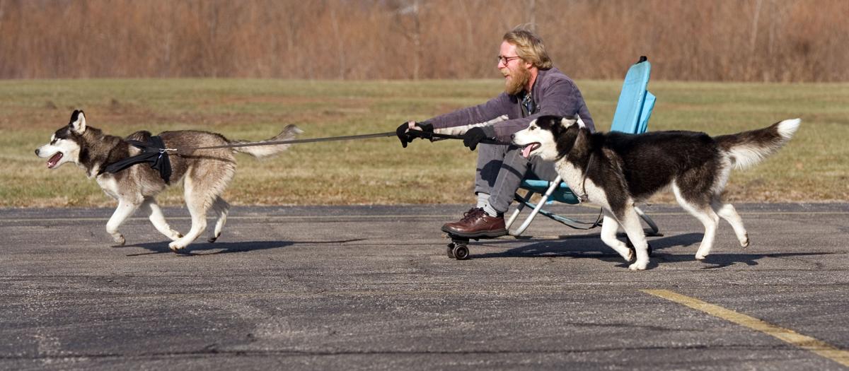 'Urban sled dogs' turn heads News