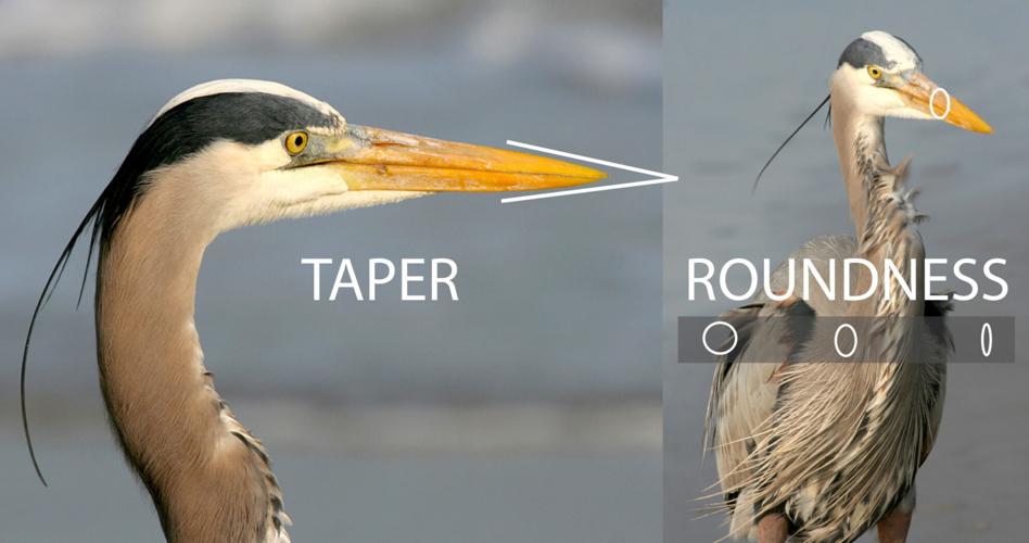 From cactus thorns to dinosaur teeth: Study analyzes biological puncture tool performance