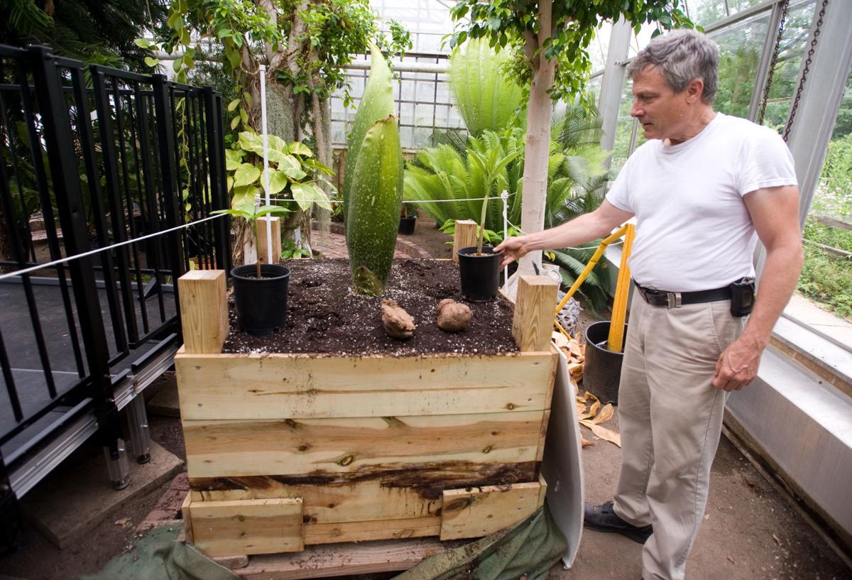 Eiu Corpse Flower Itching To Bloom Smell Soon Local Jg Tc Com