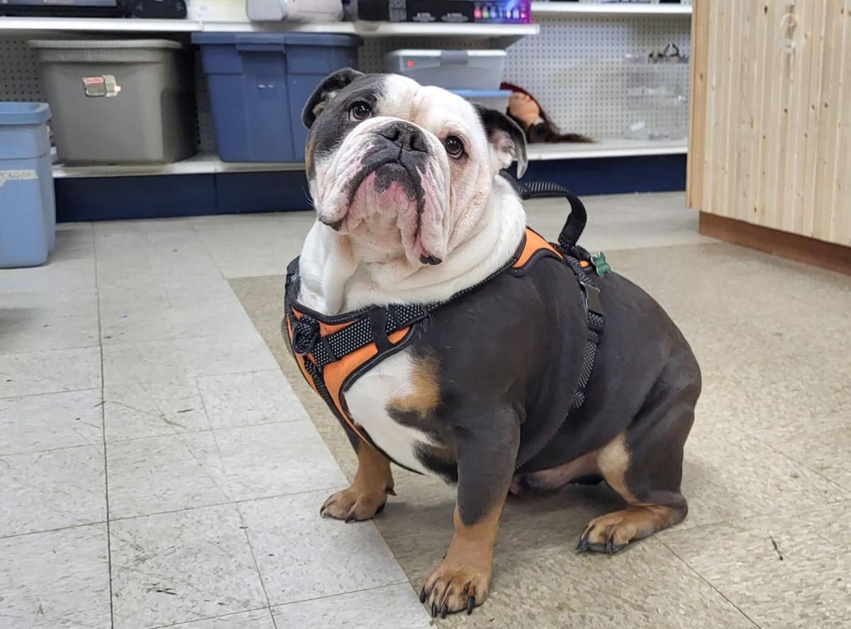 Coles County Habitat for Humanity preparing for closure of its resale shop