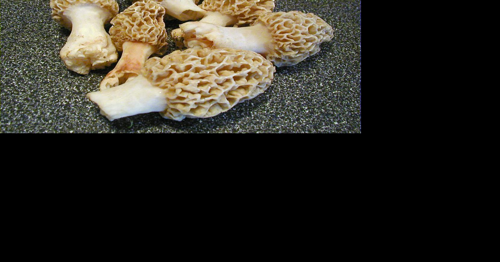 Ready to go mushroom hunting? The first morels have been found in