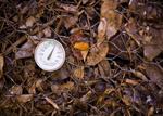 Take your compost’s temperature