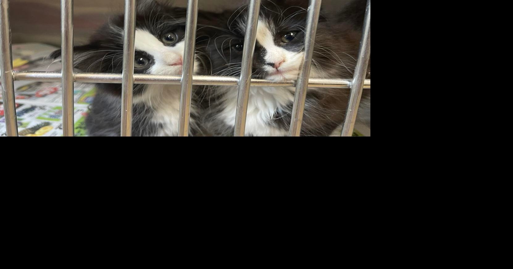 cats in shelters