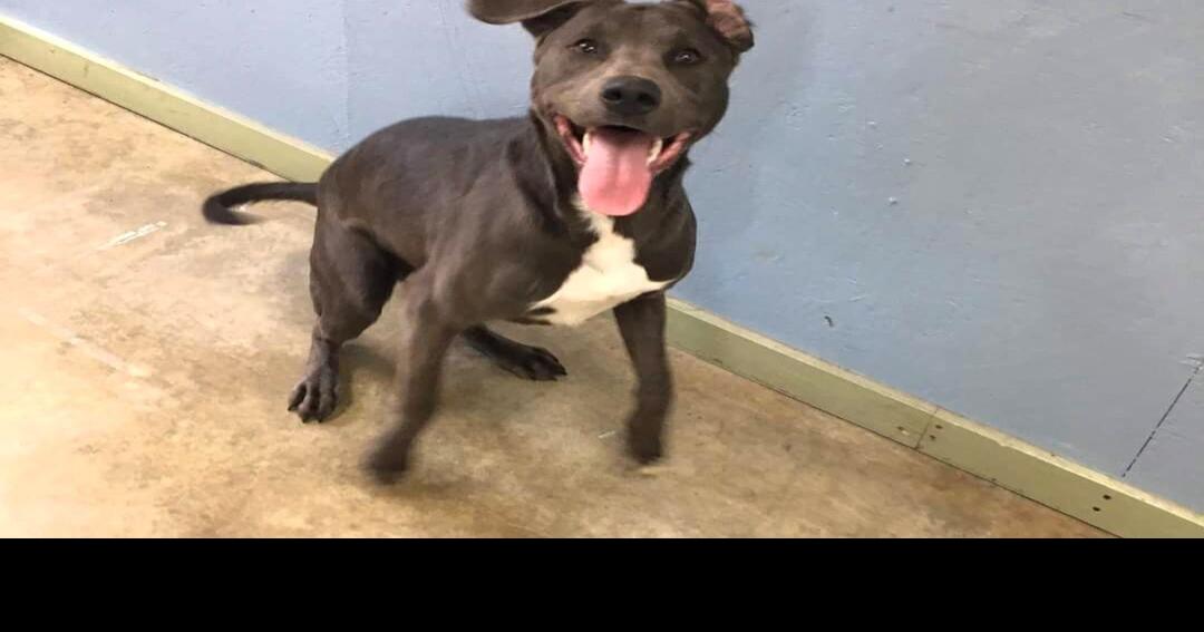 Coles County Animal Shelter nearly full, seeking adoptions to prevent